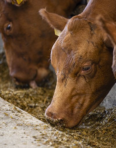Alimentation animale (Rumination)